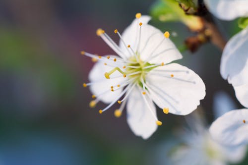 Free stock photo of flower, macro, macro flower