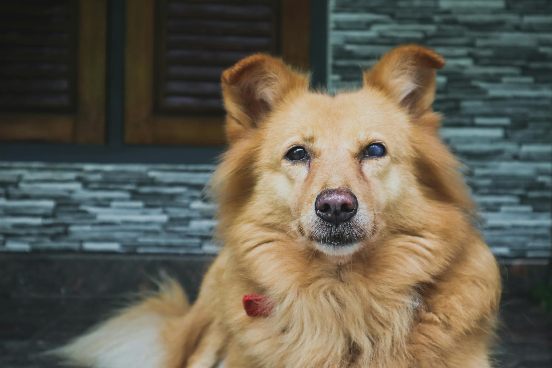 Close Up Photo of a Dog