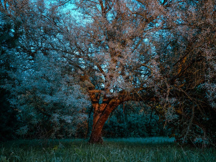 Tree On Green Grass Field