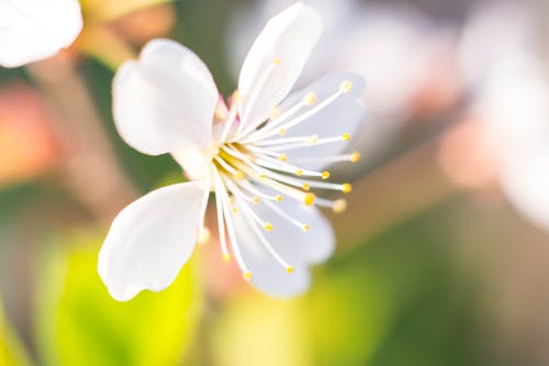 Foto profissional grátis de flor, flor branca, fotografia de pequenos seres