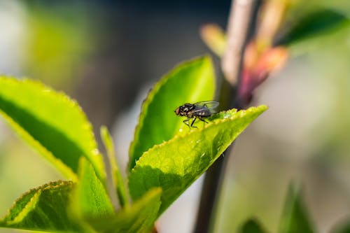 Free stock photo of bug, green, nature