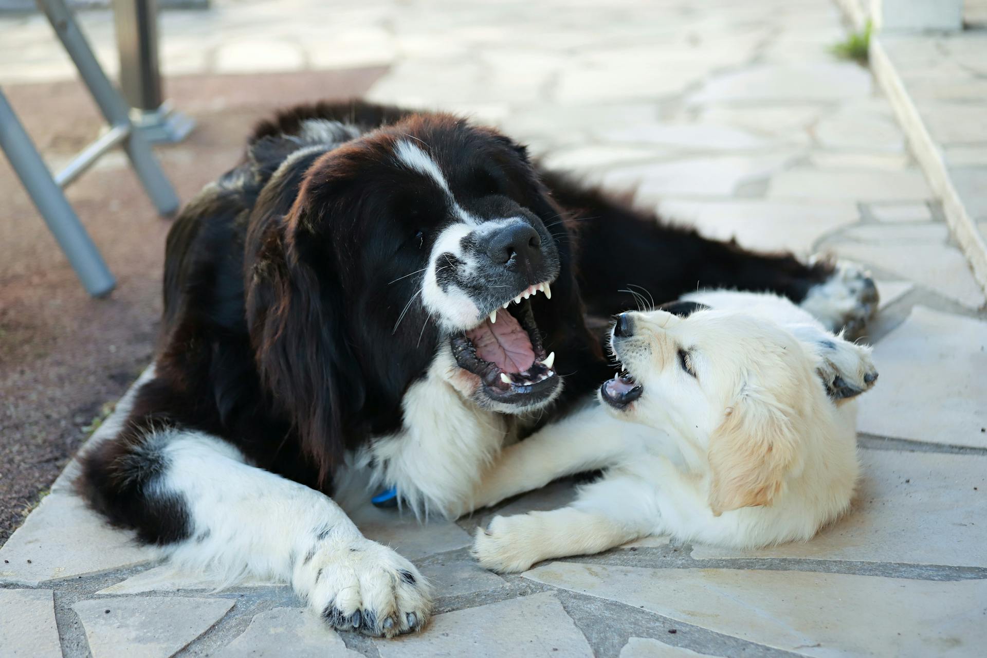 Dogs Playing on a Stone Pavement