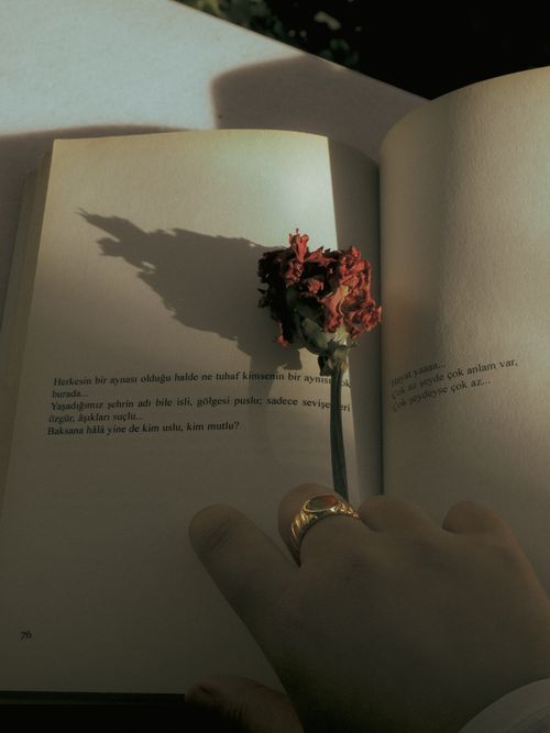 Free A serene still life of an open book with a dried flower casting a shadow, captured in warm light. Stock Photo
