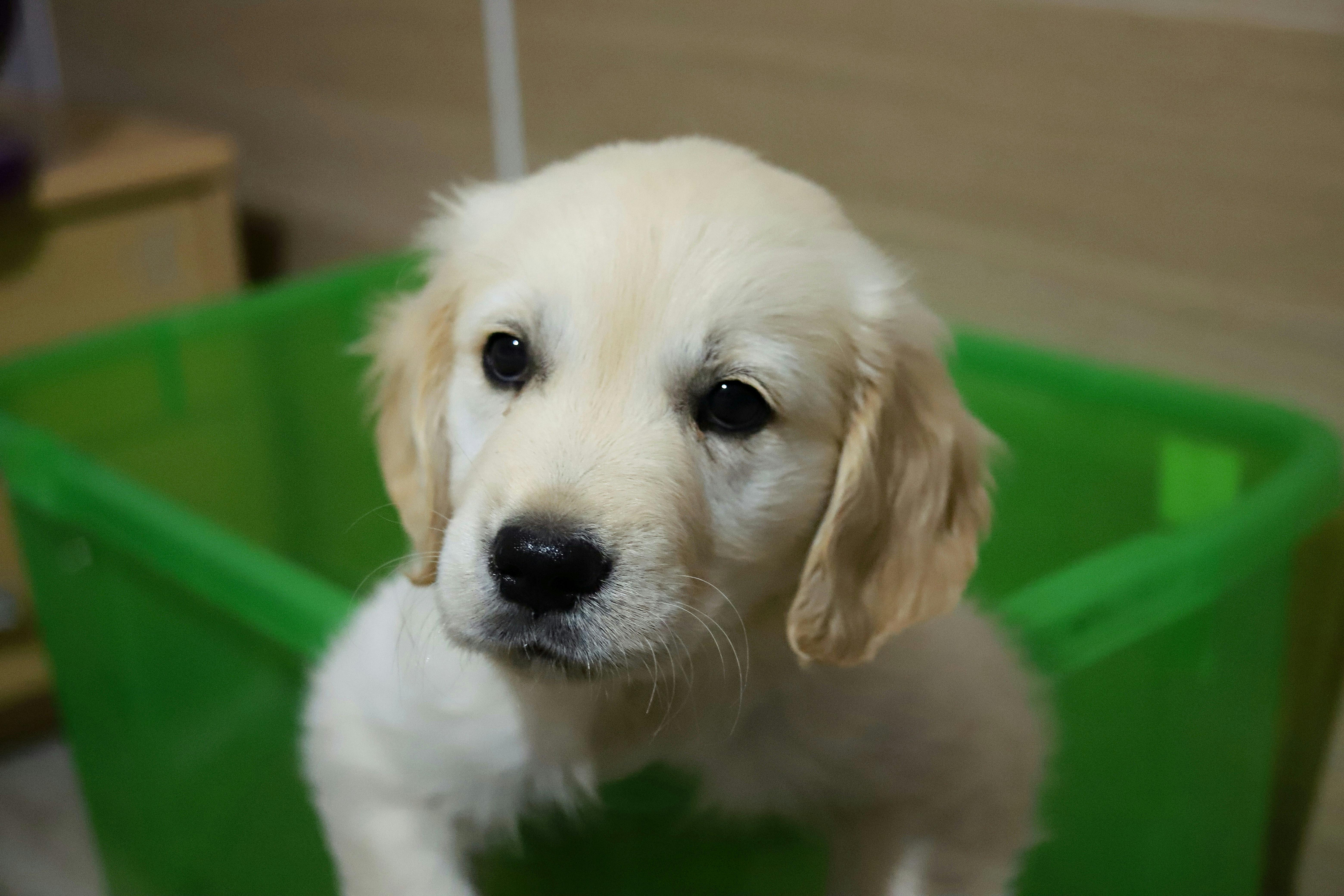 Purebred Puppies For Sale In Los Angeles: Responsible Buying Guide