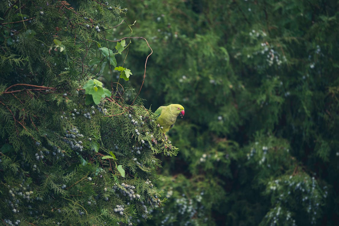 Immagine gratuita di alberi, fauna selvatica, foglie