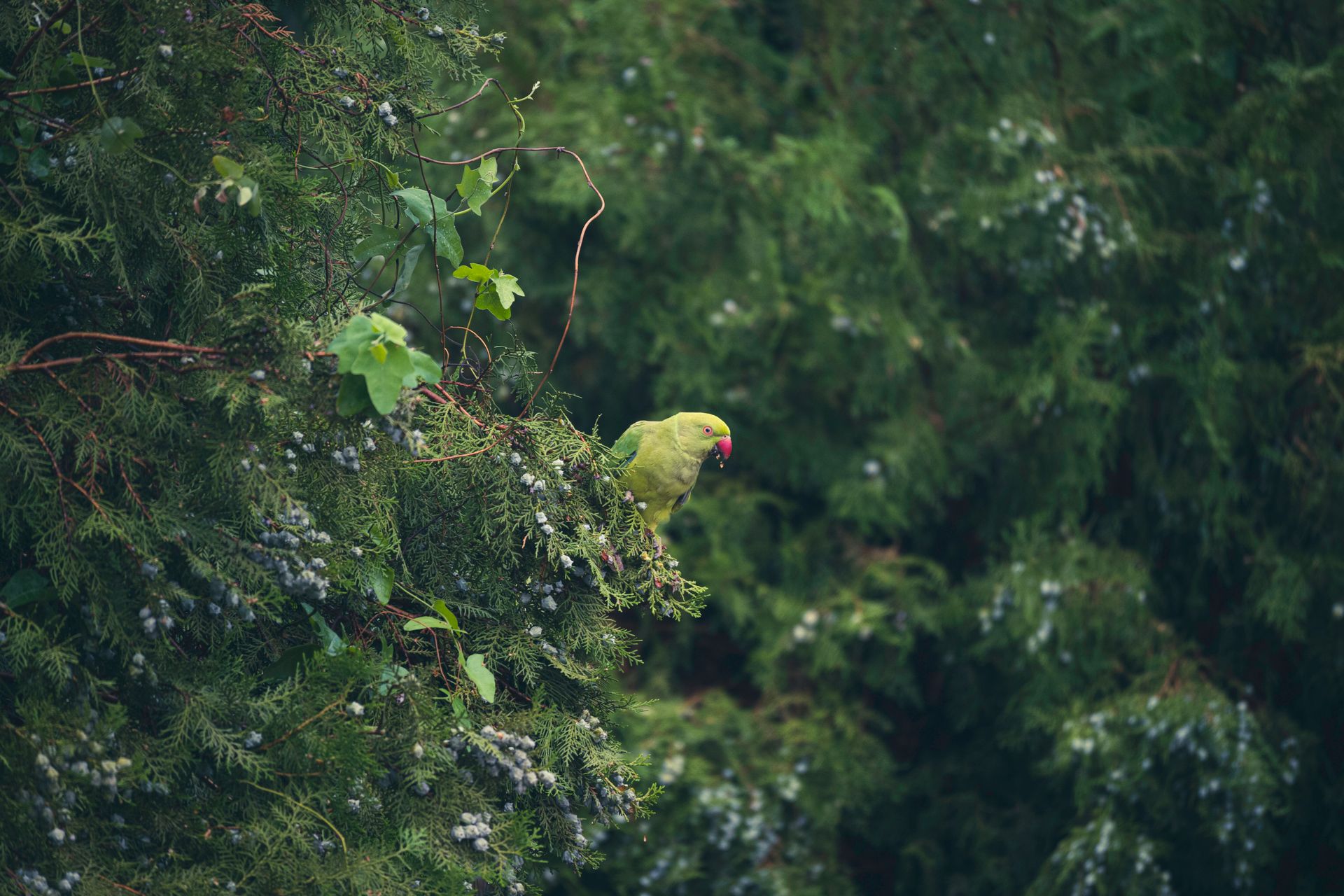 Green Parrot in a Forest