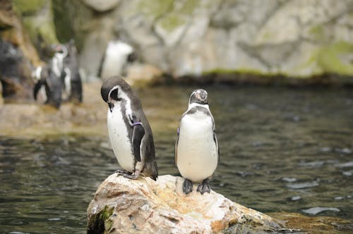 A Pair of Penguins Standing on Rock Surrounded with Water