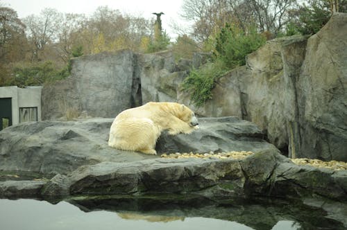 動物, 動物園, 北極熊 的 免费素材图片