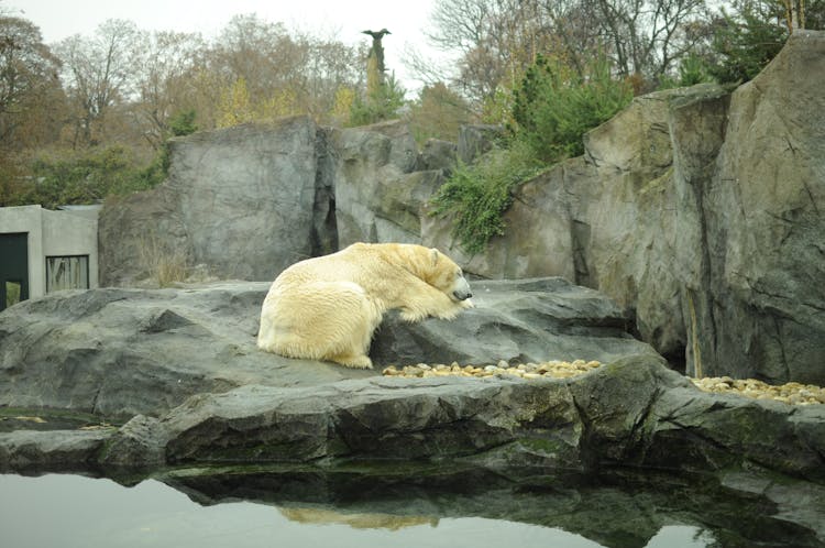 A Polar Bear In A Zoo