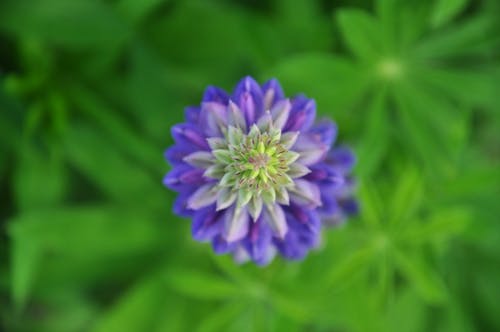 Close-up of garden lupin violet flower viewed from the top with blurred background. Known as Lupinus polyphyllus (large-leaved, many-leaved) grows along streams and creeks, preferring moist h