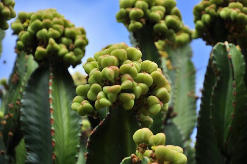 Canary Island Spurge - toxic cactus fruit close-up (Euphorbia canariensis). Plants of Gran Canaria