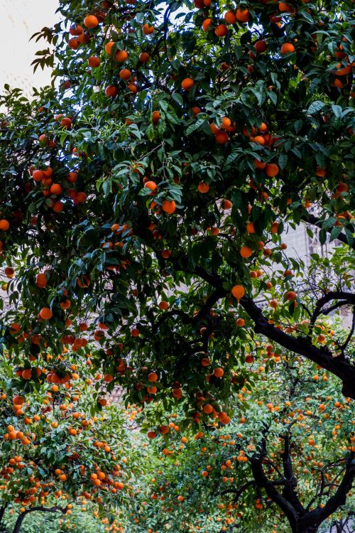 Free A lush orange tree filled with ripe fruits in a thriving orchard setting. Stock Photo