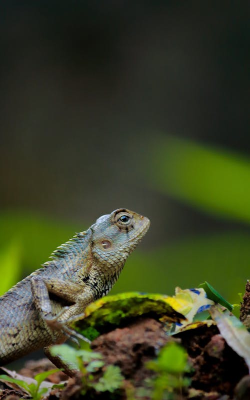 Free stock photo of animal, animal world, brown