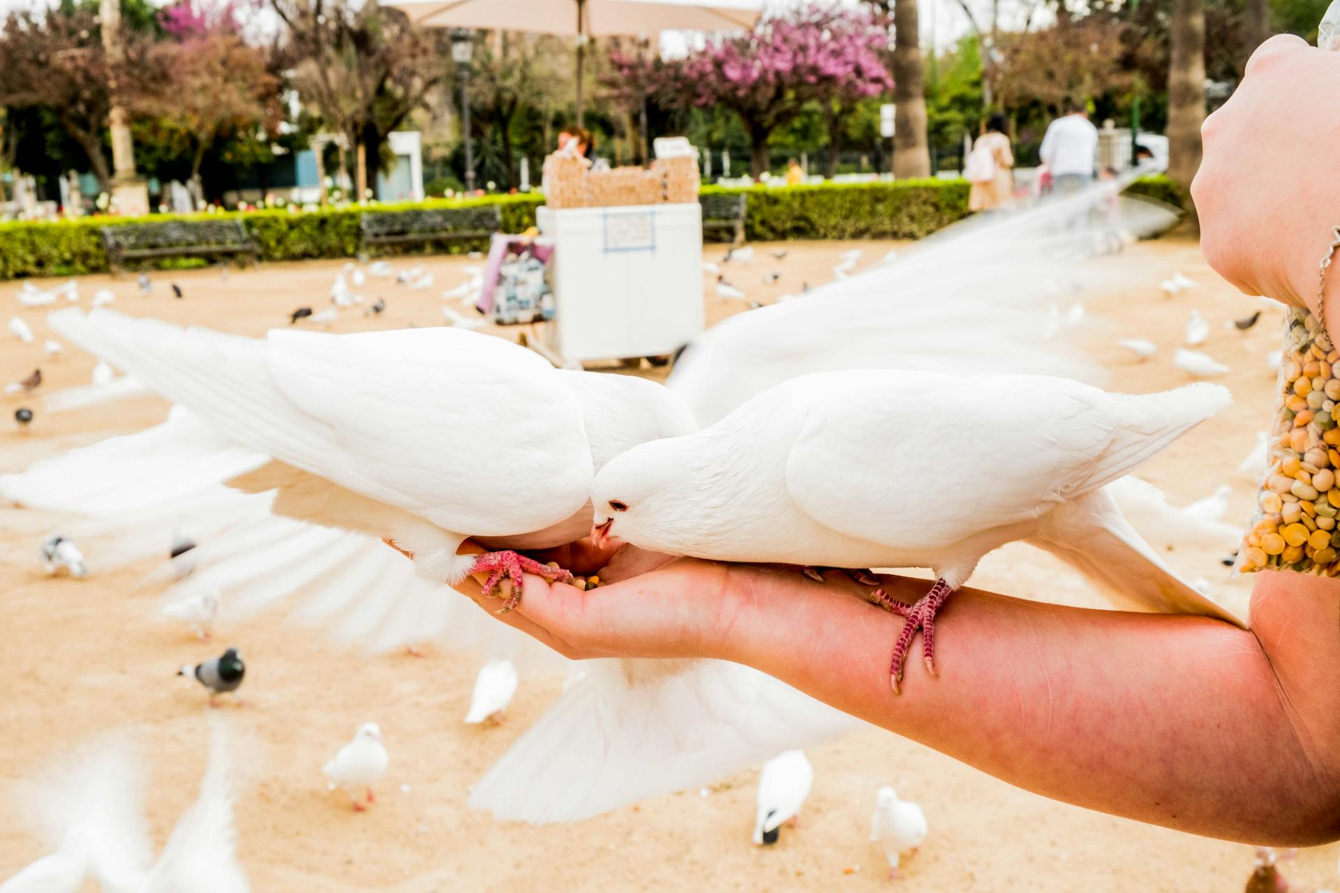 White doves feeding from a person's hand in a sunny park setting, symbolizing peace and harmony.