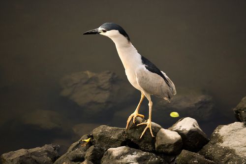 Free Close-up of a Black-crowned Night Heron standing on rocks near water. Stock Photo