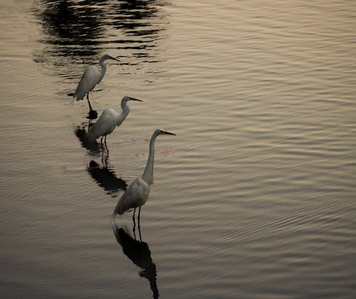 Kostenloses Stock Foto zu egrets, hoher winkel, reflektierung