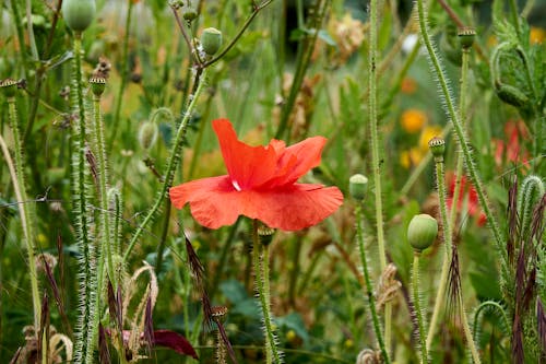 Kostenloses Stock Foto zu blühen, blume, blüte