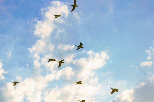 Free A serene image of birds in flight against a backdrop of fluffy clouds and blue sky. Stock Photo