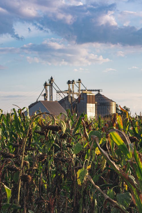 Foto profissional grátis de agricultura, aumento, chácara