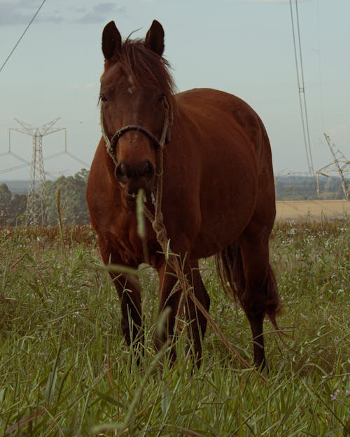 Fotos de stock gratuitas de caballo marrón, cabestro, campo de hierba