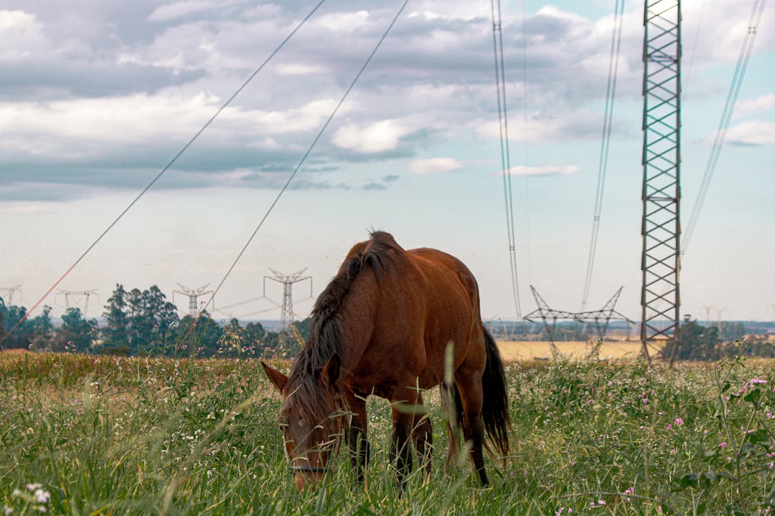 Бесплатное стоковое фото с выпас, животное, коричневая лошадь