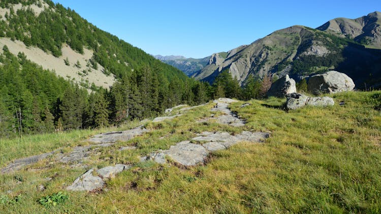 Conifer Forest And Mountain Trail