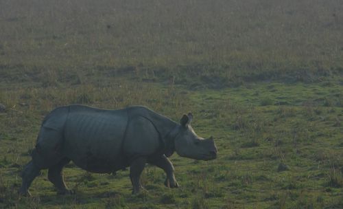Free Indian One Horned Rhino Stock Photo