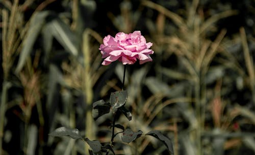 Ücretsiz çiçek, çiçek fotoğrafçılığı, gül içeren Ücretsiz stok fotoğraf Stok Fotoğraflar