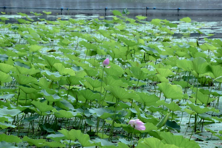 Lotus Flowers Growing In The Pond