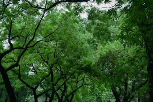 Trees with Green Leaves in a Forest