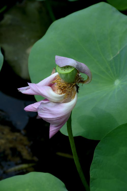 Kostnadsfri bild av lotusblomma, närbild, natur