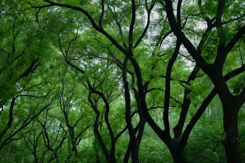 Trees with Green Leaves in a Forest