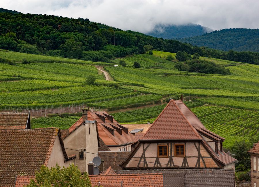 Beautiful vineyards and traditional farmhouses in Dambach-la-Ville, Grand Est, France.