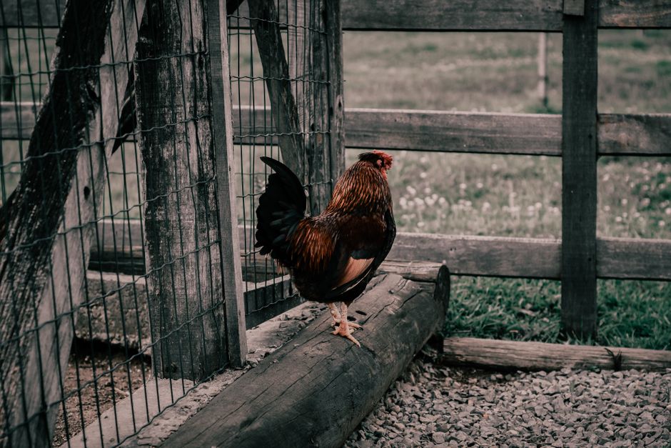 A rooster standing on a wooden log in a rustic farm environment with fences.