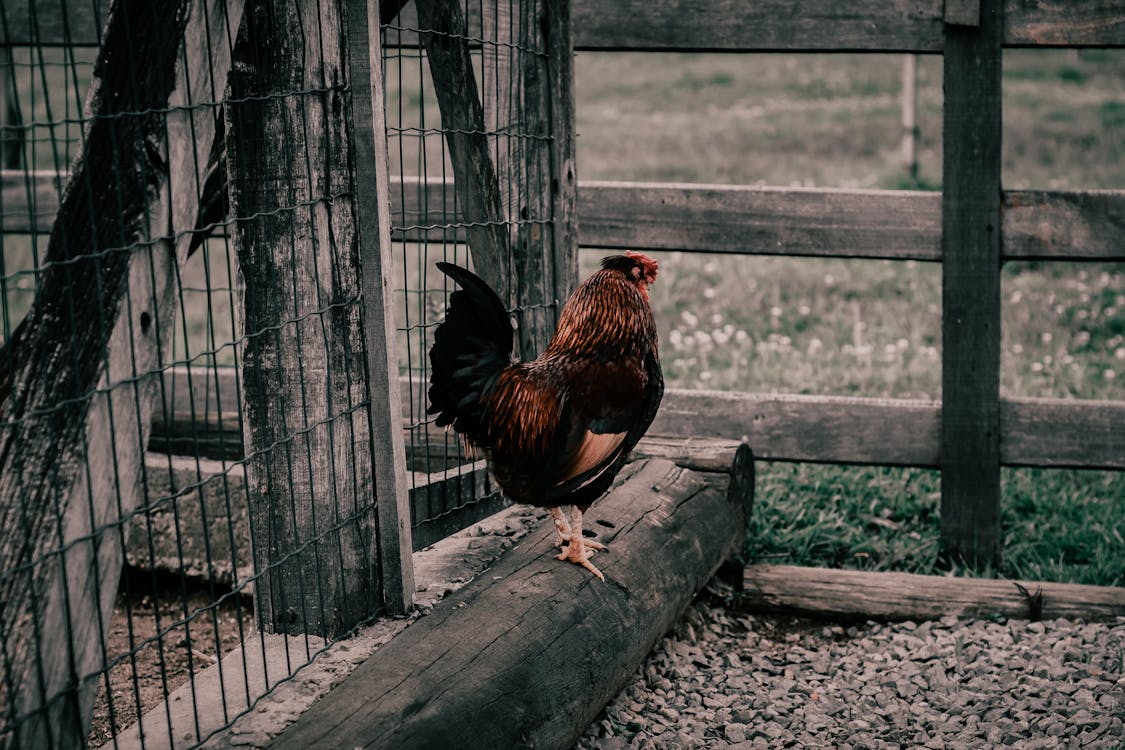 Foto d'estoc gratuïta de animal, au, bestiar