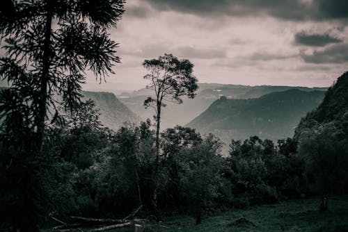 Foto d'estoc gratuïta de arbres verds, bosc, cel ennuvolat