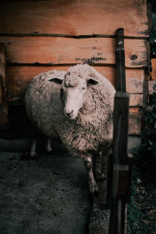 Foto profissional grátis de agricultura, animal, barracão