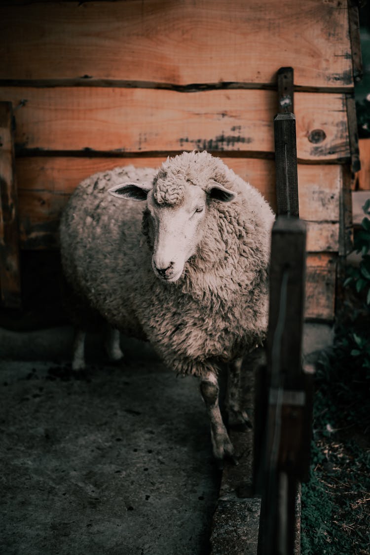 Sheep In A Barn 