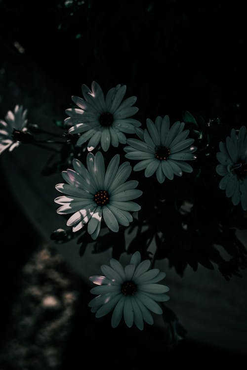 Close-Up Shot of Blooming Flowers on Water