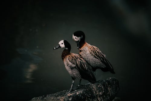 Close-Up Shot of Two White-Faced Whistling Ducks on the Rock
