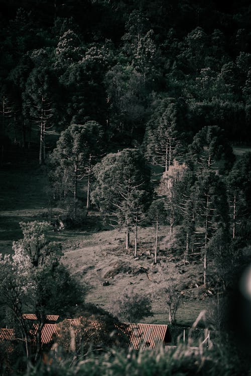 Immagine gratuita di alberi verdi, foresta, fotografia aerea