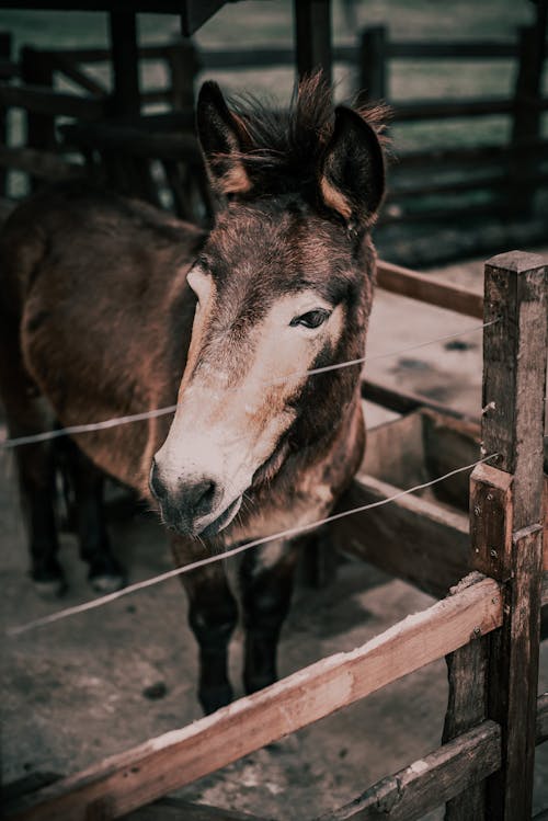 Donkey Standing in Stable behind Fence