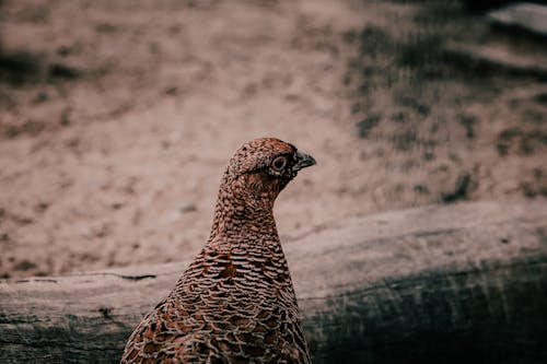 rock ptarmigan, 갈색 새, 동물의 무료 스톡 사진