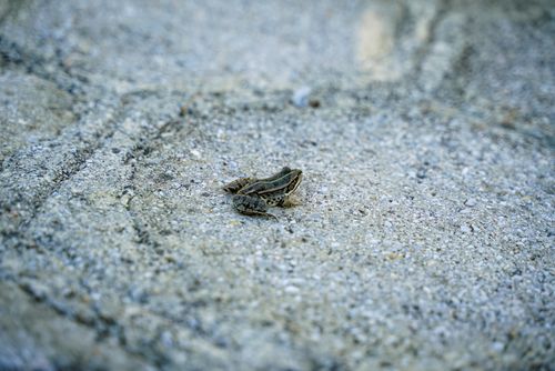 Free A small frog sits on a textured stone surface, capturing nature's detail up close. Stock Photo