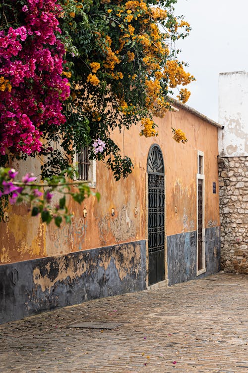 Kostenloses Stock Foto zu bougainvillea, gebäude, gepflasterten straße