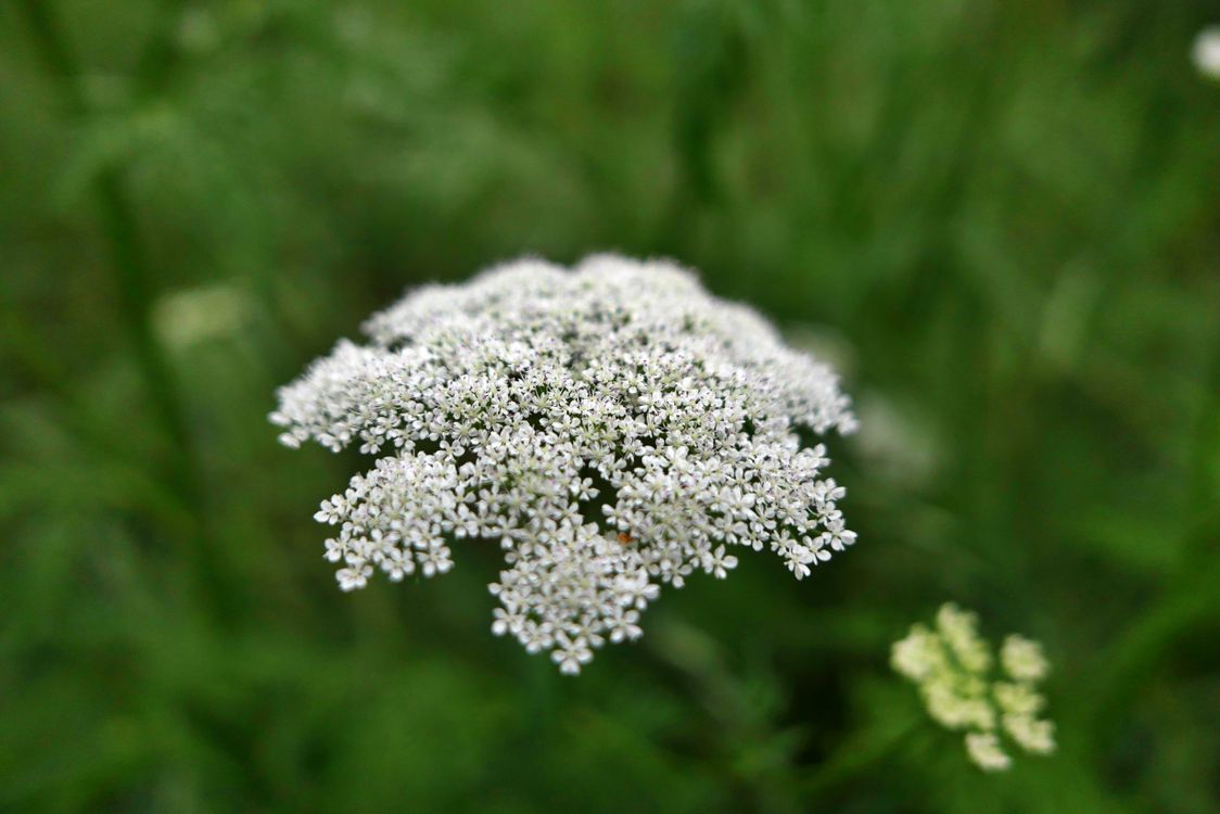 Close up of White Flower · Free Stock Photo