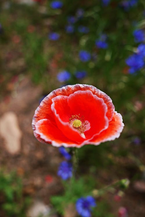 Red Common Poppy Flower in Close-Up Photography 