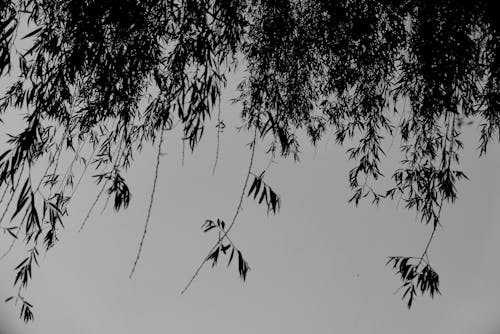Gratis Immagine gratuita di albero, cielo, cielo coperto Foto a disposizione