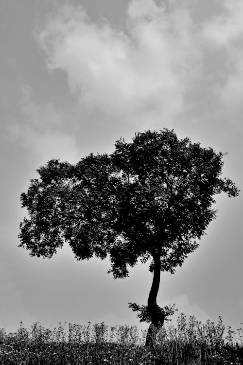 Бесплатное стоковое фото с вертикальный выстрел, дерево, монохромный