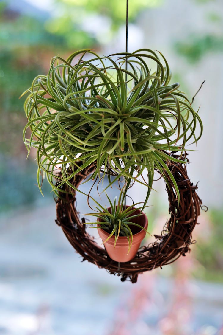 Hanging Plant Decoration 